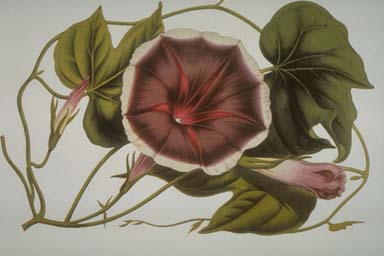 Morning Glory by Curtis/1845