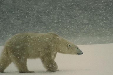 POLAR BEAR IN SNOW-STORM