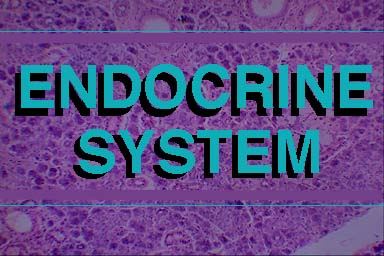 ENDOCRINE SYSTEM