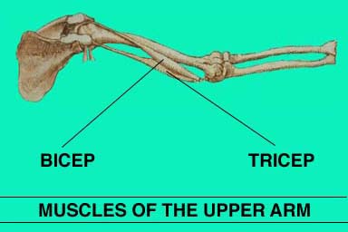 MUSCLES OF THE UPPER ARM