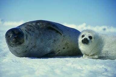 Baby Harp Seal with Mother