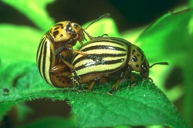 Colorado Potato Beetle Mating