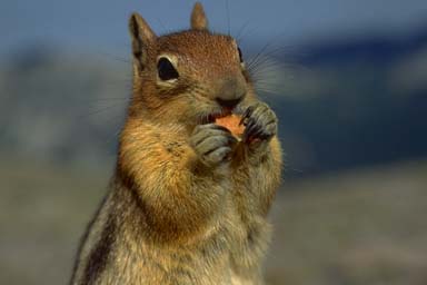 Chipmunk Eating Nut