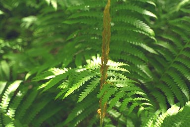 Sterile and fertile frond of Cinnamon Fern