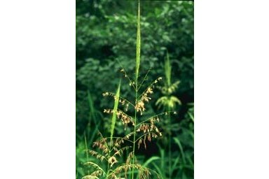 Tip of Wild Rice stem