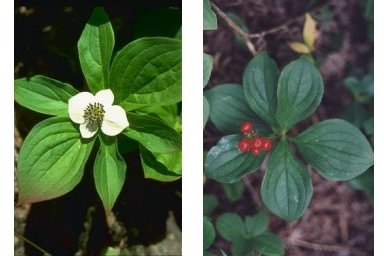 BUNCHBERRY FLOWERS AND FRUITS