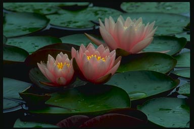 PINK WATER-LILIES