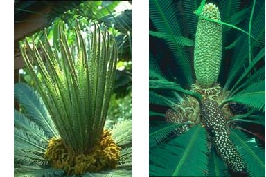 Male and female Cycads