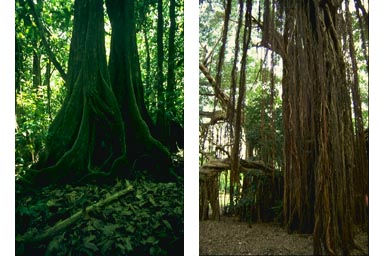 Trunks and aerial roots of Banyan