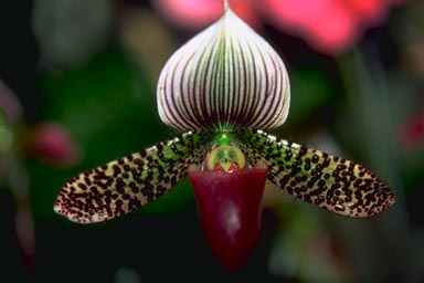 ORCHID FLOWER