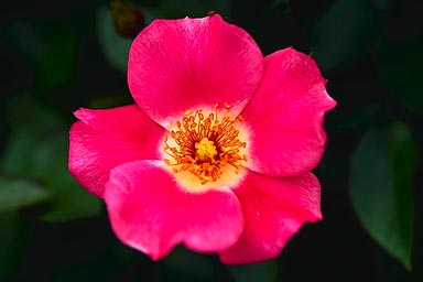 TYPICAL WILD ROSE