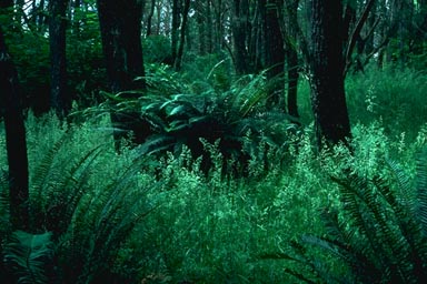 Ferns growing under trees
