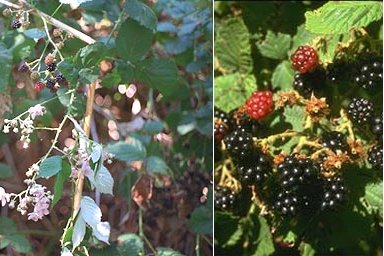BLACKBERRY FLOWERS AND FRUITS