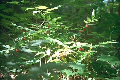 Rose twisted-stalk with fruits