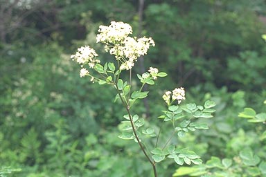 Flowering stem of Tall Meadow-rue