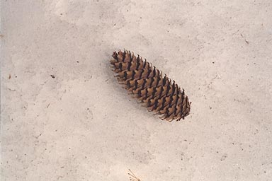 Norway Spruce cone on snow