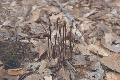 Dead stems of Indian Pipe
