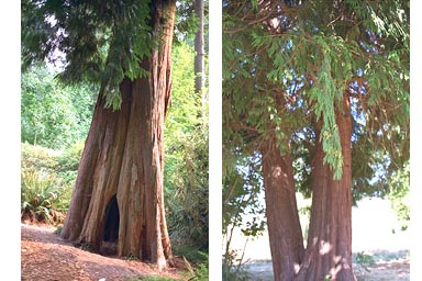 Two trunks of Western Red Cedar