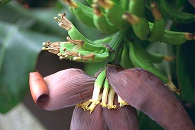 Flower of Banana