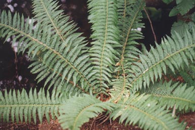 Typical fern