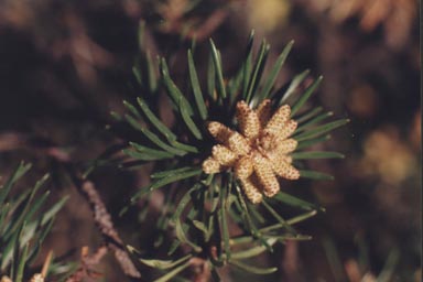 MALE CONES OF JACK PINE