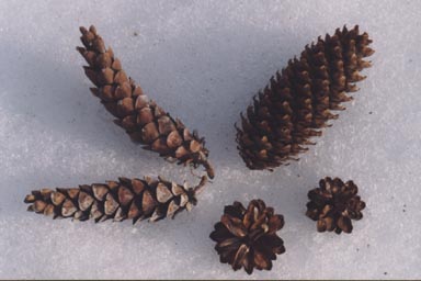 Pine and Spruce cones on snow