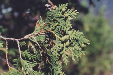 Eastern White Cedar leaves and young cones