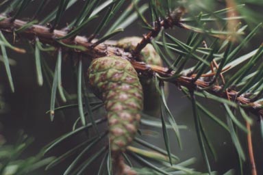 Cone and needles of Jack Pine