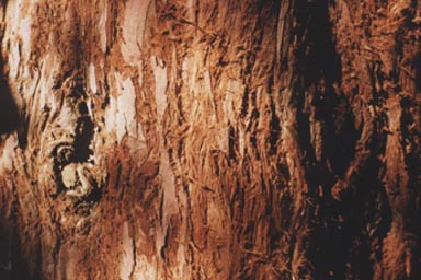 Fibrous bark of Coast Redwood