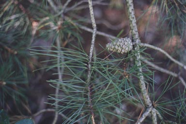 Pitch Pine cone and needles