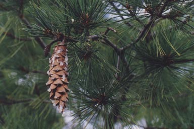 Cone and needles of Eastern White Pine