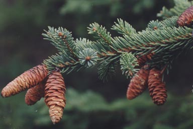 White Spruce needles and cones