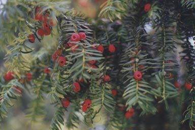 Weeping English Yew with berries
