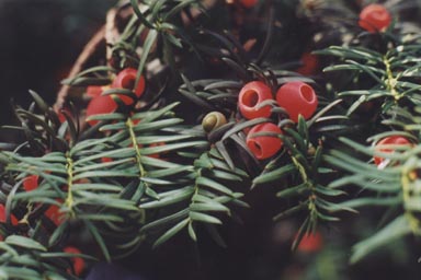 English Yew leaves and fruits