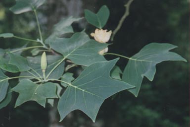 Leaves and flower of Tulip Tree
