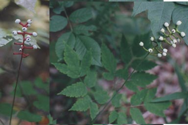 White Baneberry fruits and leaves
