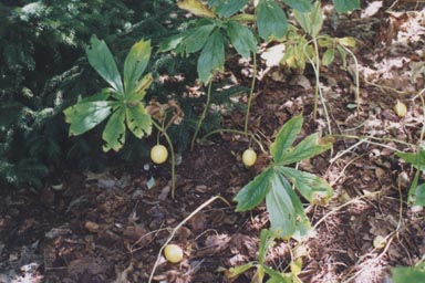May-apple leaves and fruits