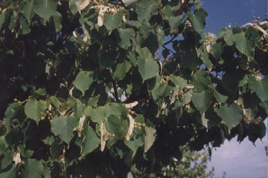 Basswood leves and young fruits