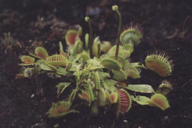 Venus's-flytrap plant