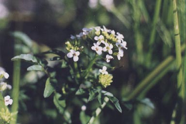 Watercress flowers