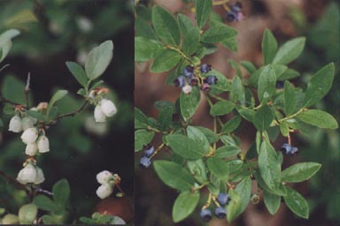 BLUEBERRY FLOWERS AND FRUITS