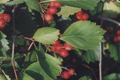 FRUITS OF HAWTHORN