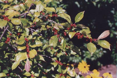 Winterberry with leaves and berries