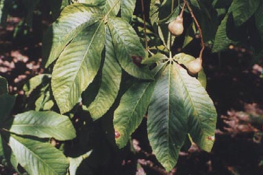 Red Buckeye leaves and fruits