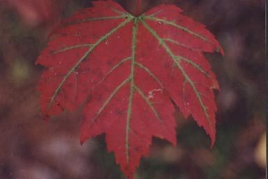 Autumn leaf of Red Maple