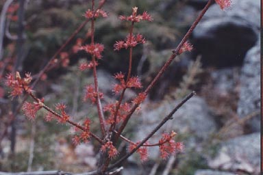 Male flowers of Red Maple