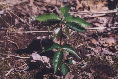 Single plant of Poison Ivy