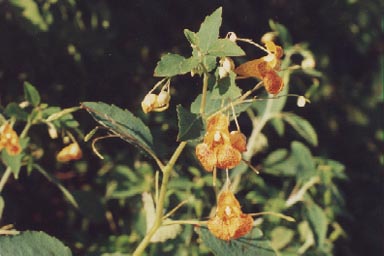 Jewelweed flowers and stems