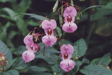 Indian Balsam flowers