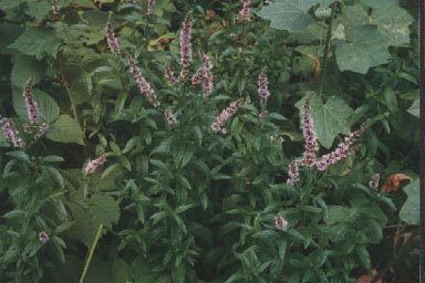 Garden mint with flowers